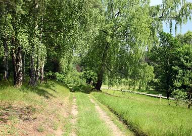 Path In The Green Forest