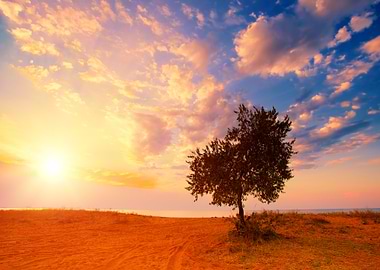Alone Tree On The Beach At