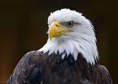 Bald Eagle Haliaeetus Leuc