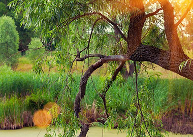 Rural Landscape At Sunset