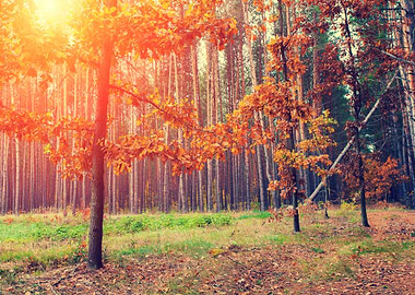 Autumn Forest