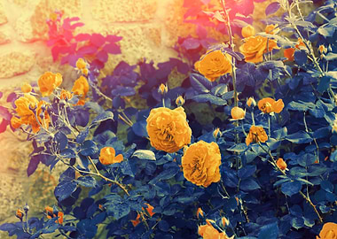 BlueYellow Vintage Roses B