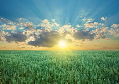 Oat Field With Blue Sky Wi