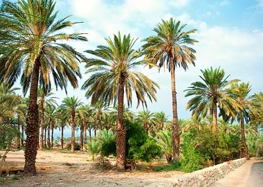 Date Palm Plantation Near