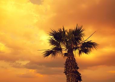 Silhouette Of Palm Tree At