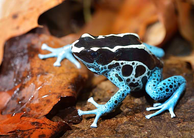 Blue Dart Frog Dendrobates