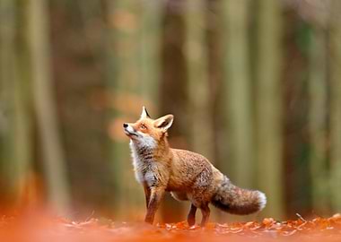 Cute Red Fox Vulpes Vulpes
