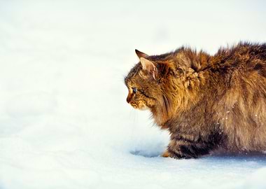 Cute Cat Walking On The Sn