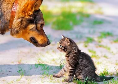 Cat And Dog Playing On The