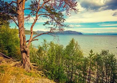 Mountain Lake Shore With T