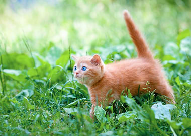 Little Kitten Walking Outd
