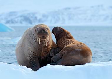 Family On Cold Ice Walrus