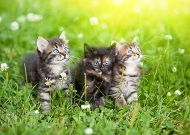 Three Cute Kittens In The