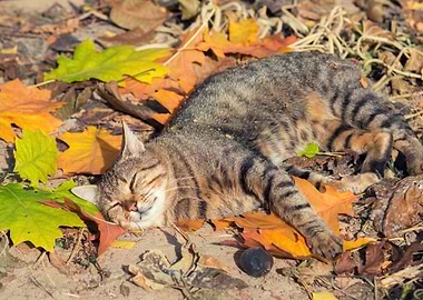 Cat Sleeping On The Colorf