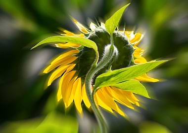 The sunflower from behind