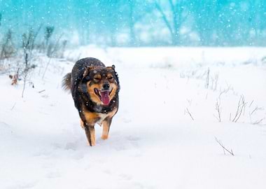 Dog Walking On The Snow In