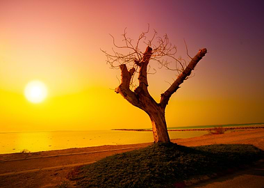 Desert Dead Sea Shore At S