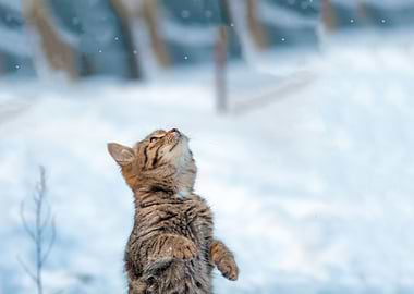Cat Standing On Hind Legs