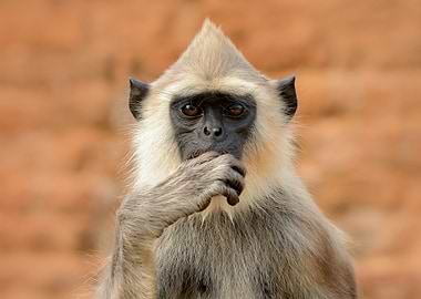 Detail Of Sri Lanka Monkey