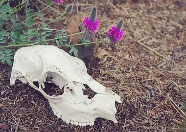 Animal Skull and Flowers