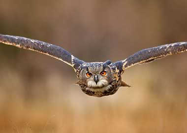 Flying Bird With Open Wing