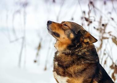 Portrait Of Purebred Dog I