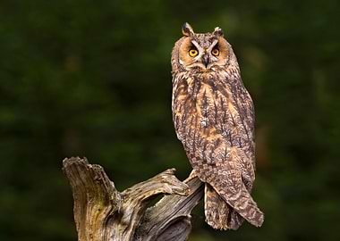 LongEared Owl Sitting On T