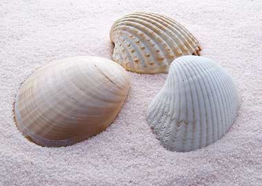 Shells