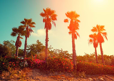 Savannah With Palm Trees