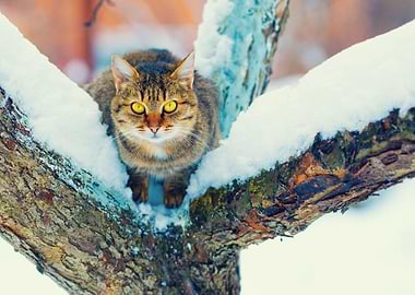 Portrait Of Cat On The Sno