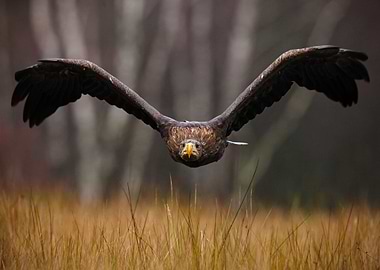 WhiteTailed Eagle Haliaeet