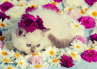 Cute Siamese Kitten Relaxi