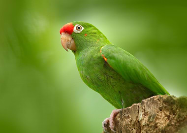 CrimsonFronted Parakeet Ar