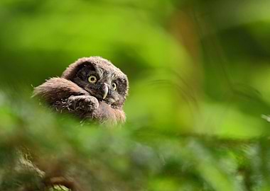 Small Bird Boreal Owl Aego