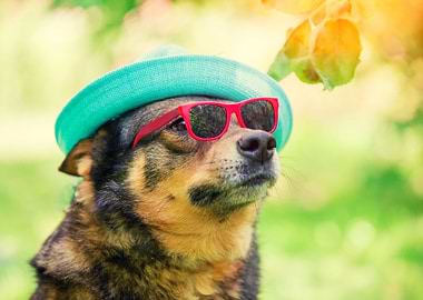 Fashion Portrait Of A Dog