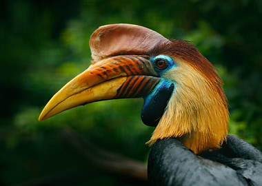 Knobbed Hornbill Rhyticero