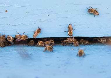 Closeup Of Bees Flying Int