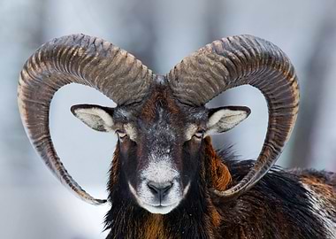 Winter Portrait Of Big For