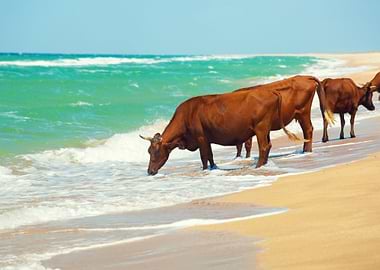 Cows Drinking Water From S