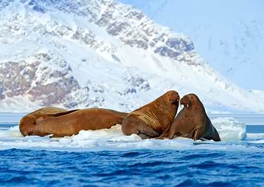 Winter Arctic Landscape Wi