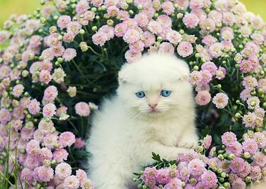 Cute Kitten Relaxing In Fl