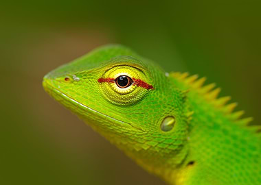 Green Garden Lizard Calote