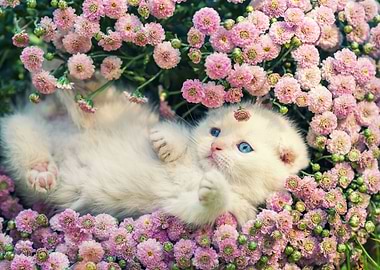 Cute Kitten Relaxing In Fl