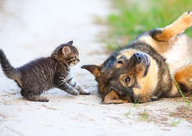Cat And Dog Playing On The