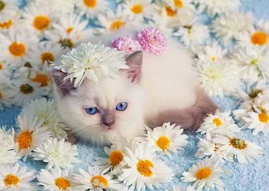 Cute Siamese Kitten Relaxi