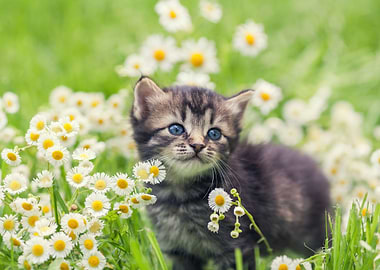 Cute Kitten Relaxing In Fl