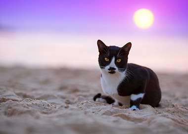 Cat Sitting On The Beach A
