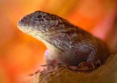 Northern CurlyTailed Lizar