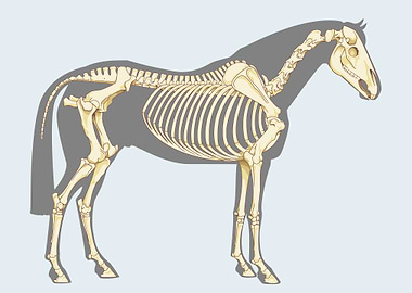 Horse skeleton
