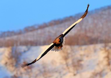 Eagle With Nature Mountain